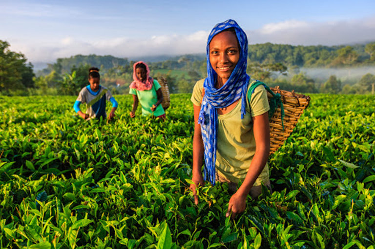 Progetti agricoli in Africa